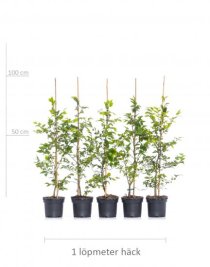 Bok 100-125 cm 150-pack