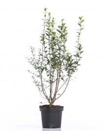 Liguster 80-100 cm XL