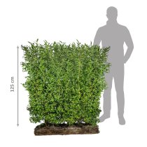 Vintergrön liguster Färdig Häck 125 cm