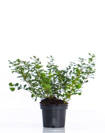 Björkspirea \'Tor\' 20-30 cm