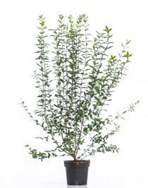 Vintergrön liguster 100-150 cm XL