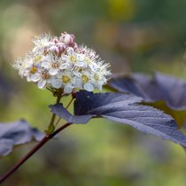 Smällspirea \'Diabolo\' 80-100 cm