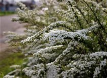 Norskspirea 100-125 cm