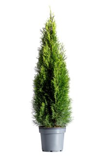 Thuja Smaragd 80-100 cm XL