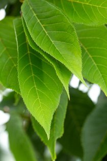 Japanskt prydnadskörsbär \'Kanzan\'