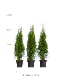 Thuja Smaragd 80-100 cm XL