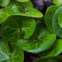 Hasselört 56-pack (4 kvm) Hasselört 56-pack (4 kvm)