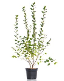 Häckoxbär 60-100 cm