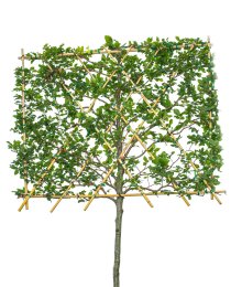 Bok spaljerad ca 300-350 cm Bok spaljerad ca 300-350 cm