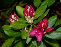 Rhododendron \'Nova Zembla\' 40-50 cm