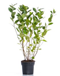 Svartaronia \'Hugin\' 60-100 cm
