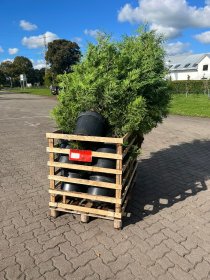 Thuja Brabant 150-175 cm XXL 10-pack (ca 5 meter)