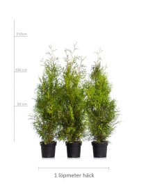 Thuja Brabant 100-125 cm XL
