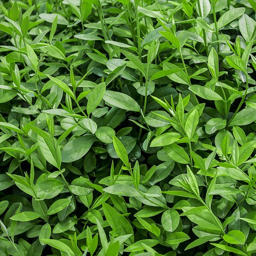 Vintergrön liguster 100-150 cm XL