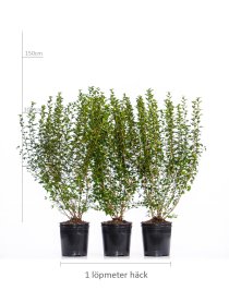 Måbär \'Schmidt\' 100-125 cm XL