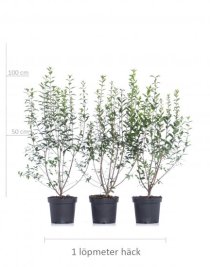 Vintergrön liguster 80-100 cm XL