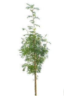 Ullungrönn 'Dodong' ca 400-500 cm Ullungrönn 'Dodong' ca 400-500 cm