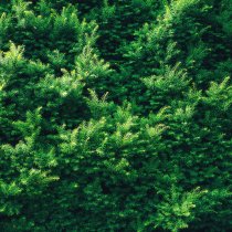 Hybrididegran 60-70 cm XL