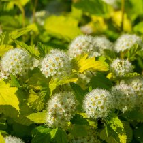 Smällspirea 'Nugget' 40-60 cm Smällspirea 'Nugget' 40-60 cm