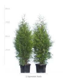 Thuja Brabant 150-175 cm XXL PREMIUM