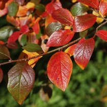 Häckoxbär 60-100 cm