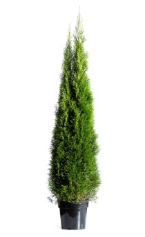Thuja Smaragd 200-225 cm XXL PREMIUM