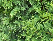 Thuja Brabant 60-80 cm