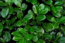 Lagerhägg 'Etna' 40-60 cm