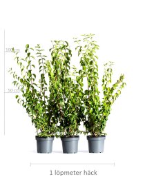 Doftschersmin 80-100 cm XL