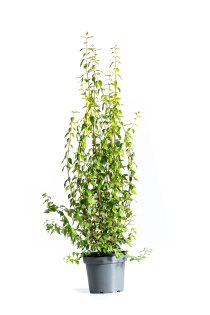 Smultronschersmin 80-100 cm XL