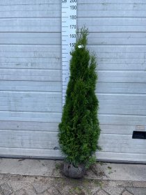 Thuja Smaragd 140-160 cm