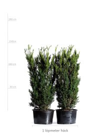 Hybrididegran 140-150 cm