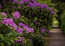 Rhododendron \'Catawbiense Grandiflorum\' 40-50 cm