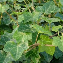 Storbladig murgröna 125-150 cm