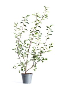 Prakthäggmispel 100-150 cm