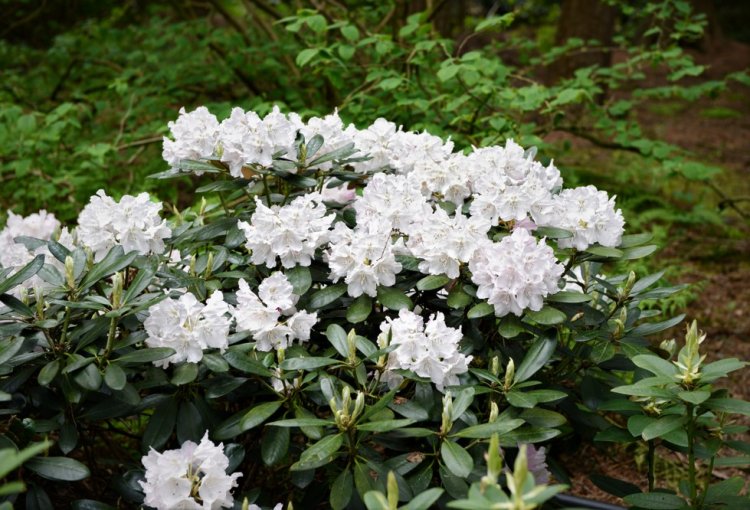 Rhododendron 'Cunningham's White' 40-50 cm 40-pack - Klicka på bilden för att stänga