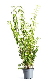 Doftschersmin 80-100 cm XL