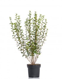 Måbär \'Schmidt\' 60-100 cm