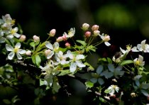 Bukettapel 100-150 cm XL Bukettapel 100-150 cm XL