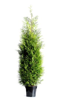 Thuja Brabant 200-225 cm