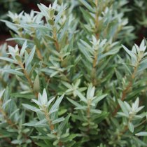 Havtorn 'Hikul' 40-60 cm