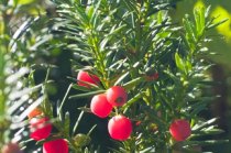 Idegran 100-125 cm XXL PREMIUM