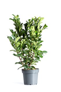Lagerhägg \'Etna\' 60-80 cm