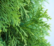 Thuja Brabant 200-225 cm