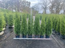 Thuja Smaragd 125-150 cm XL