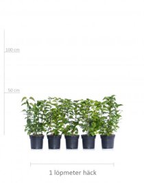 Vit Bondsyren 40-60 cm