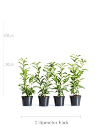 Lagerhägg \'Genolia\' 40-60 cm