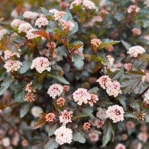Smällspirea 'Little Devil' 40-60 cm Smällspirea 'Little Devil' 40-60 cm