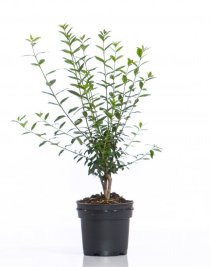 Vintergrön liguster 40-60 cm