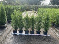 Thuja Brabant 140-160 cm XL